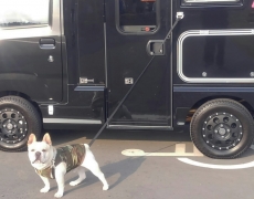 威風堂々の犬が…