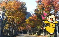 ��Ũ�Ǥ����*(*���ϡ�*)��