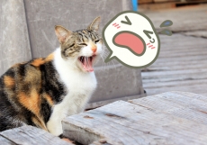 �ֶ۵޻�������װ����������ޤ�������