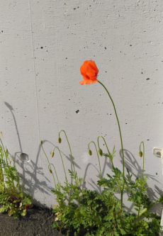 復活しましたッ！